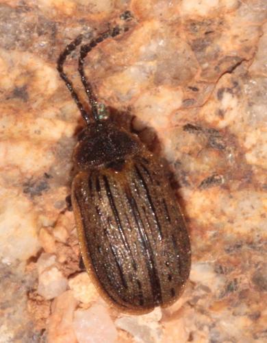 Réf. 264 491 : Galeruca interrupta